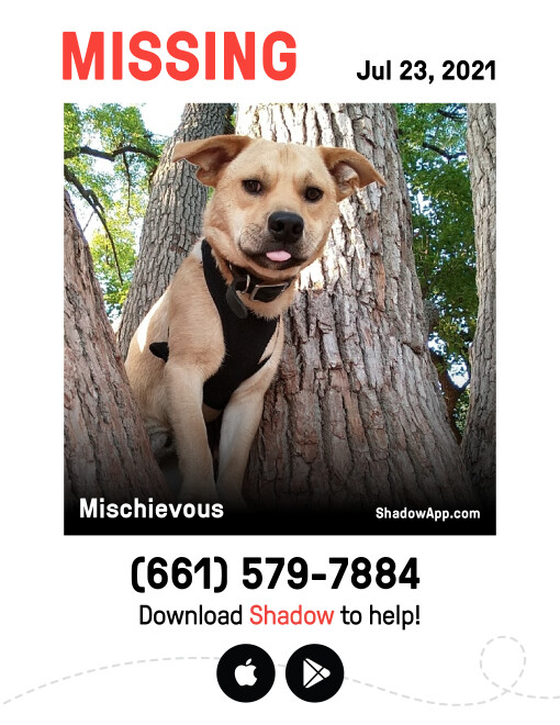 Image of Mischievous, Lost Dog