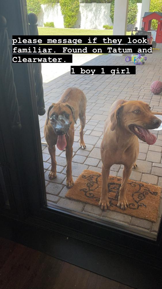 Image of Unknown  (2 dogs), Found Dog