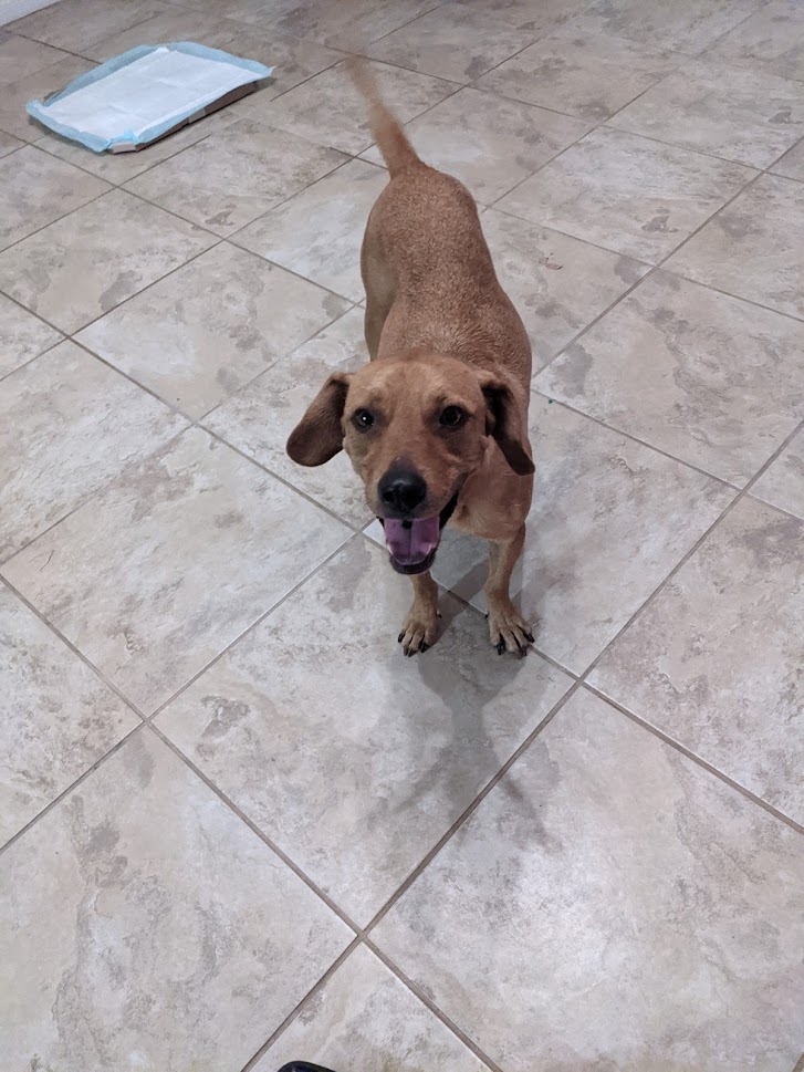 Image of scrappy, Found Dog