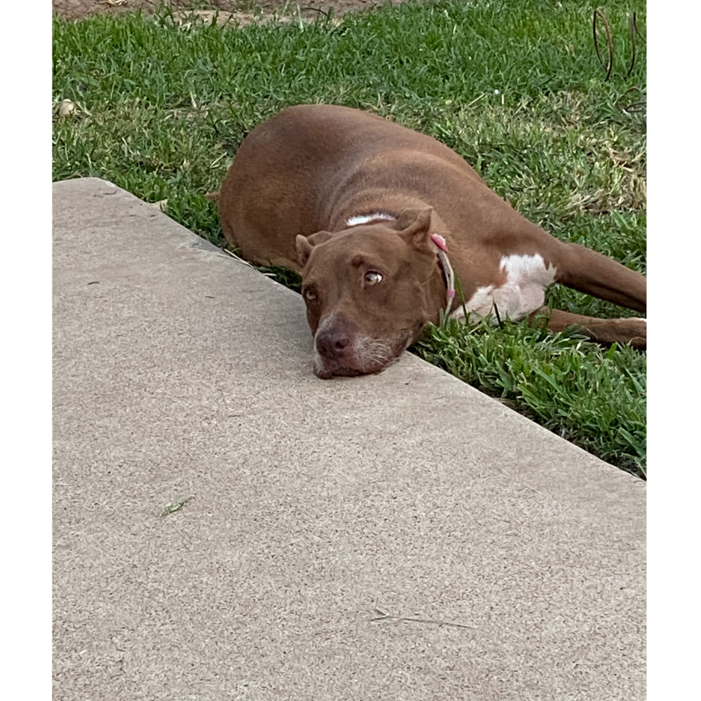 Image of Hailey, Lost Dog
