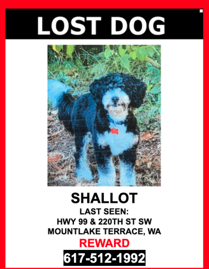 Image of Shallot, Lost Dog
