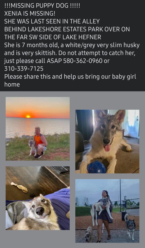 Image of Xenia, Lost Dog