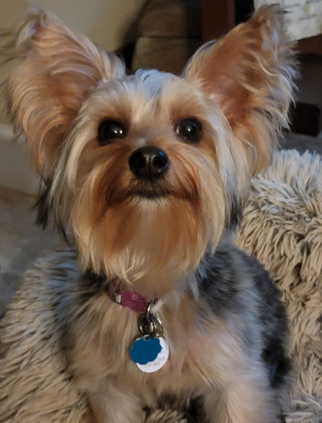 Image of Mila, Lost Dog