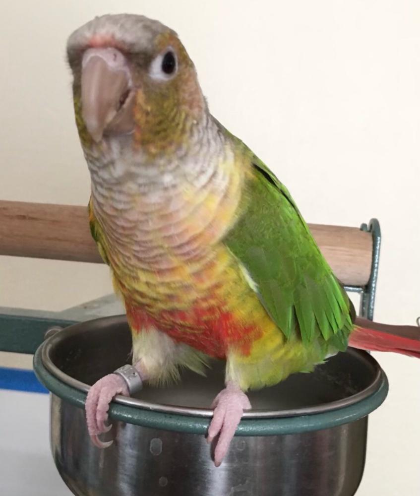 Image of Penny, Lost Bird