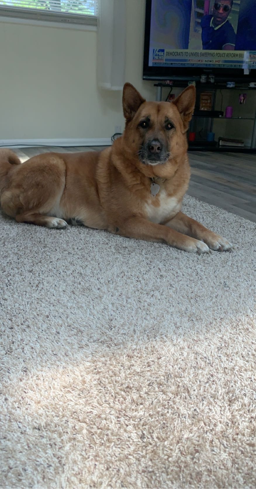 Image of Ruby, Found Dog
