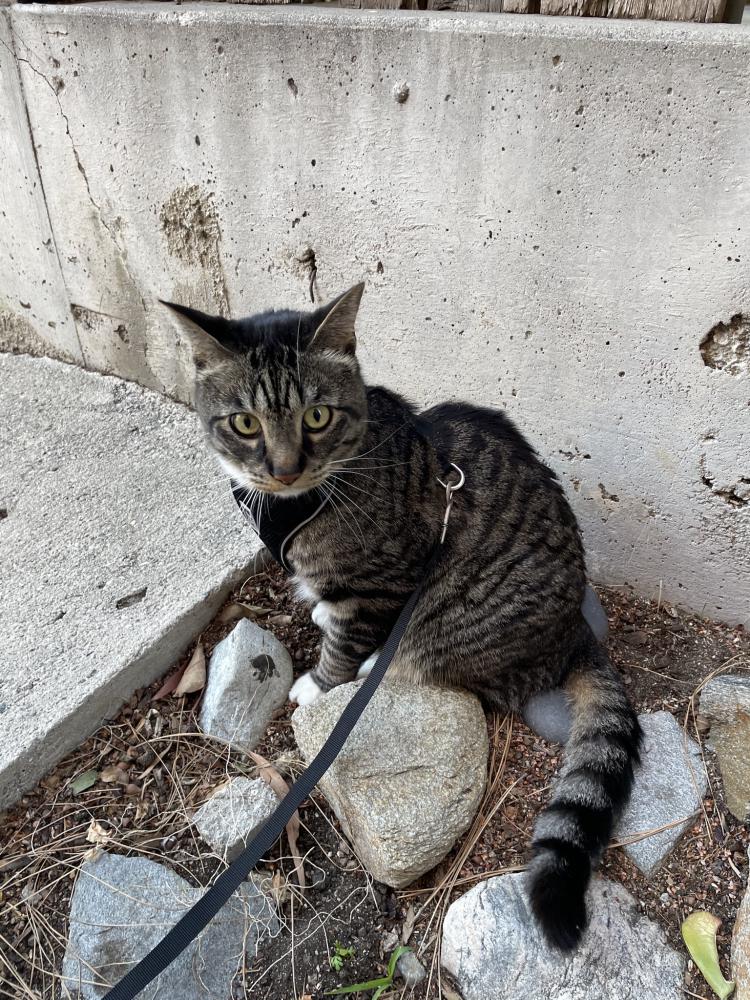 Image of Cassius, Lost Cat