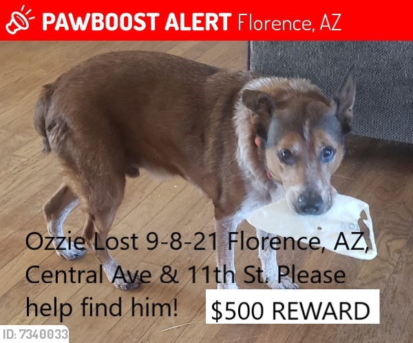 Image of OZZIE, Lost Dog