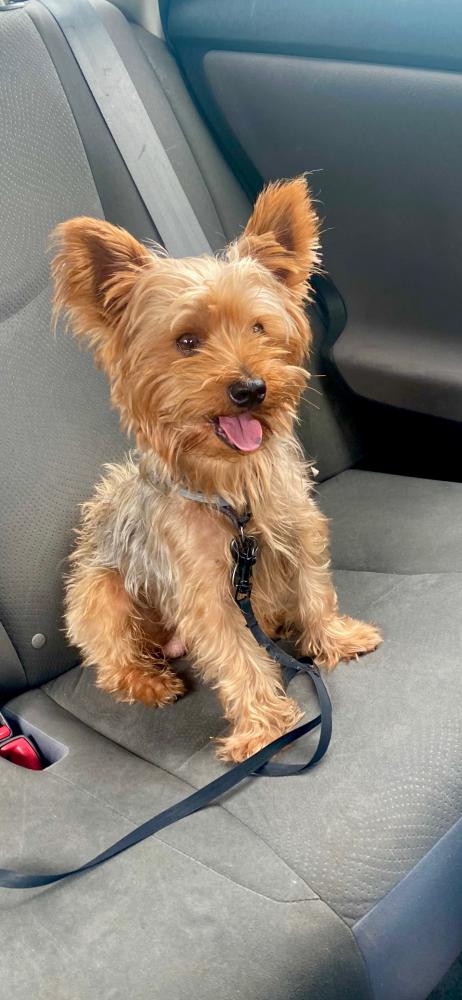 Image of -Yorker/Cairn mix, Found Dog