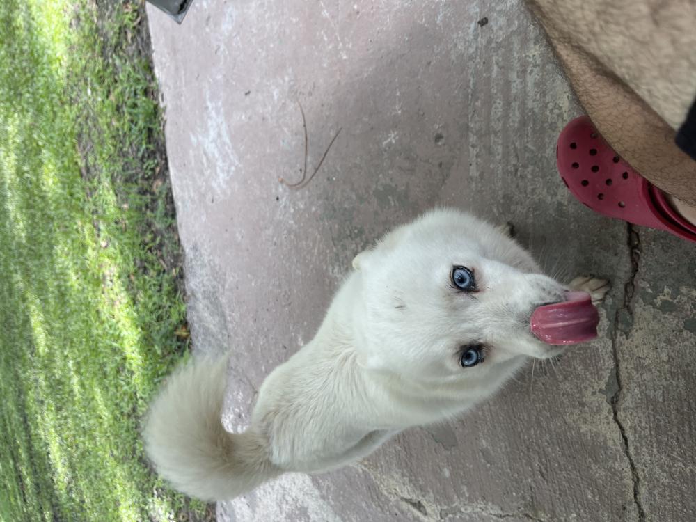 Image of White dog blue eyes, Found Dog
