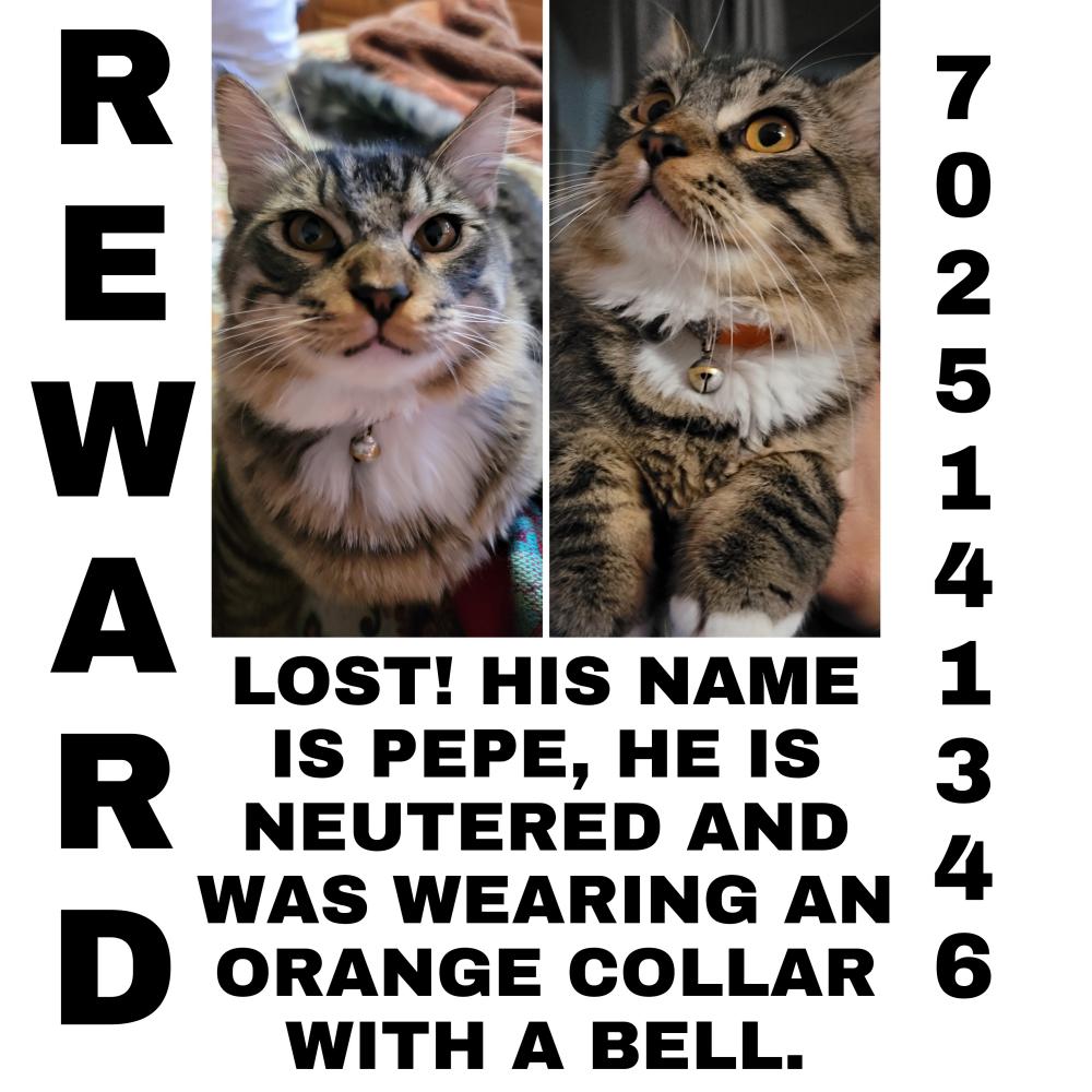 Image of Pepe, Lost Cat