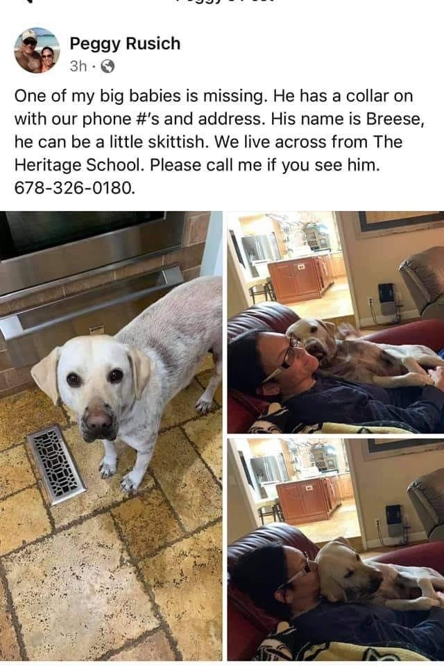 Image of Breese, Lost Dog
