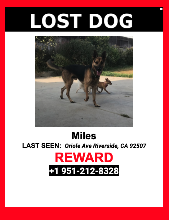 Image of Miles, Lost Dog