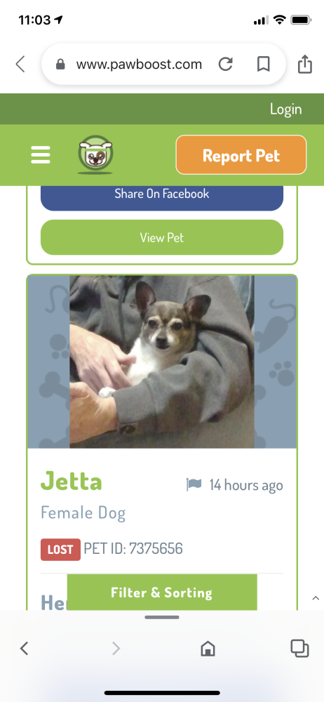 Image of Jetta, Lost Dog
