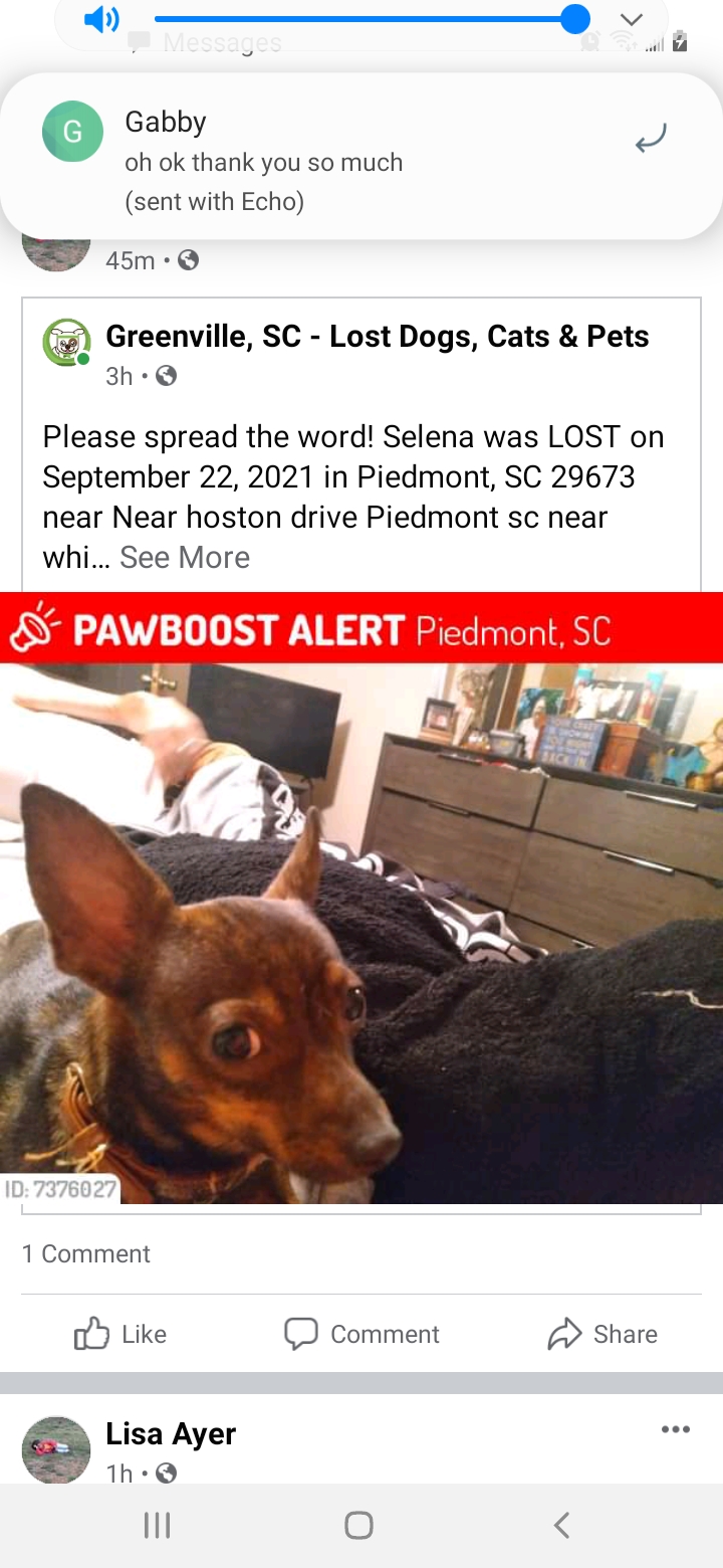 Image of Selena, Lost Dog