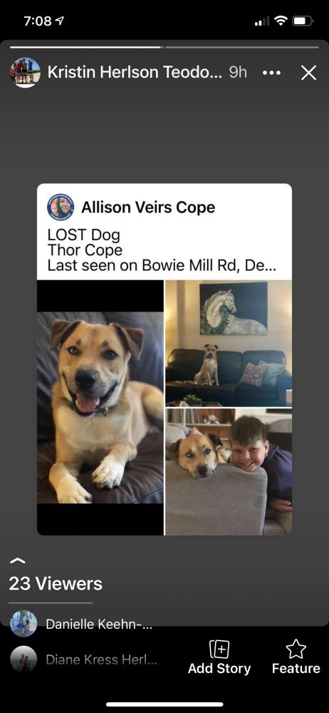 Image of Thor, Lost Dog
