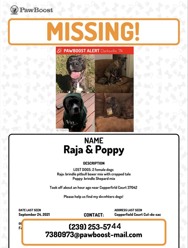 Image of Raja & Poppy, Lost Dog