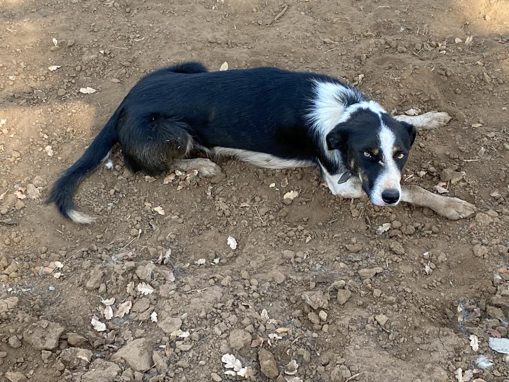 Image of Boarder Collie, Found Dog