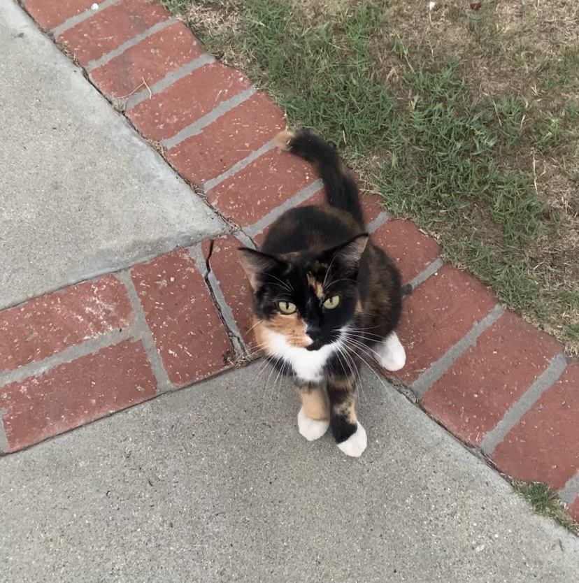 Image of Mixie Hollow (Mixie), Lost Cat