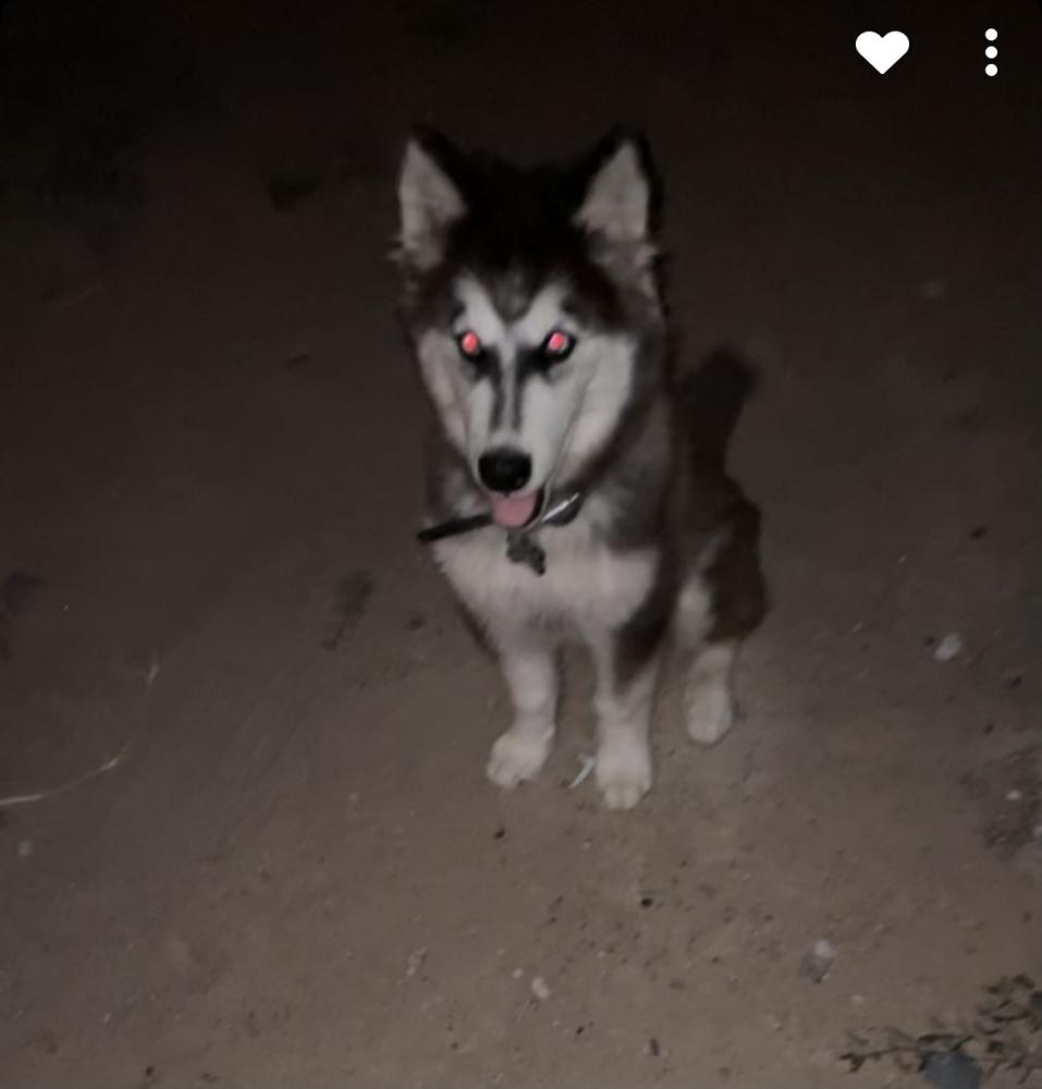 Image of Titus, Lost Dog