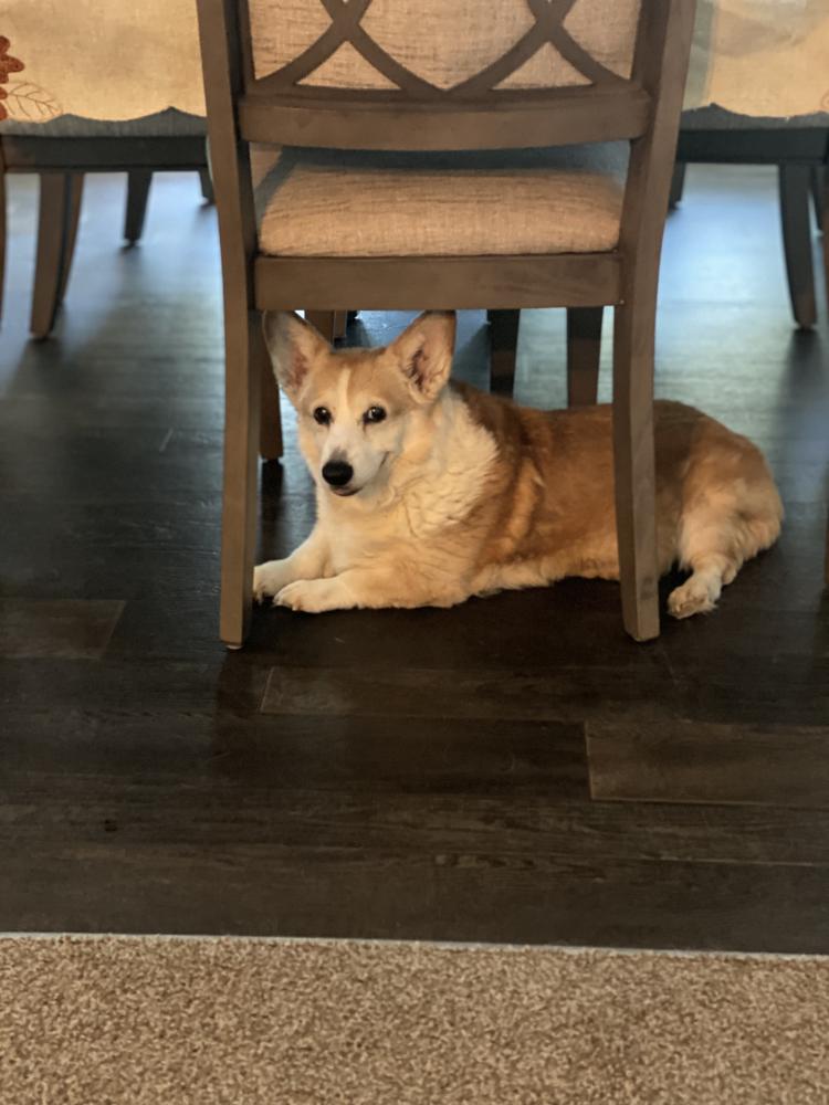Image of Bella Gandy, Lost Dog