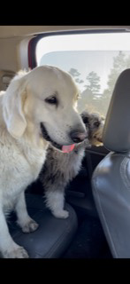 Image of Sky and Beau, Lost Dog
