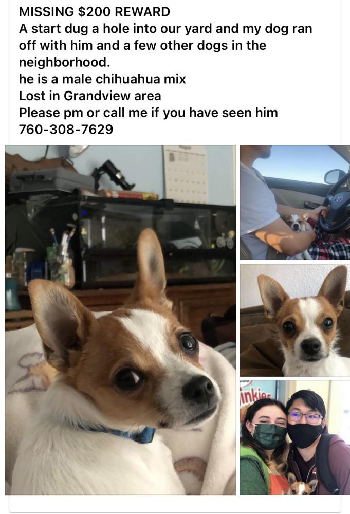 Image of Pooter, Lost Dog