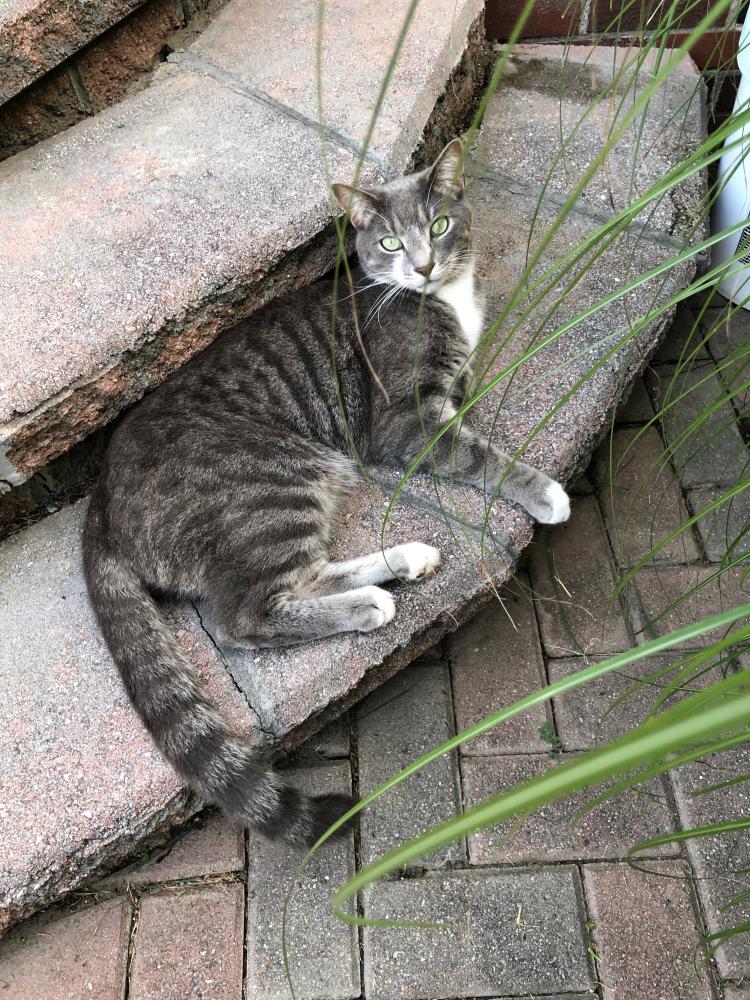 Image of Nino, Lost Cat