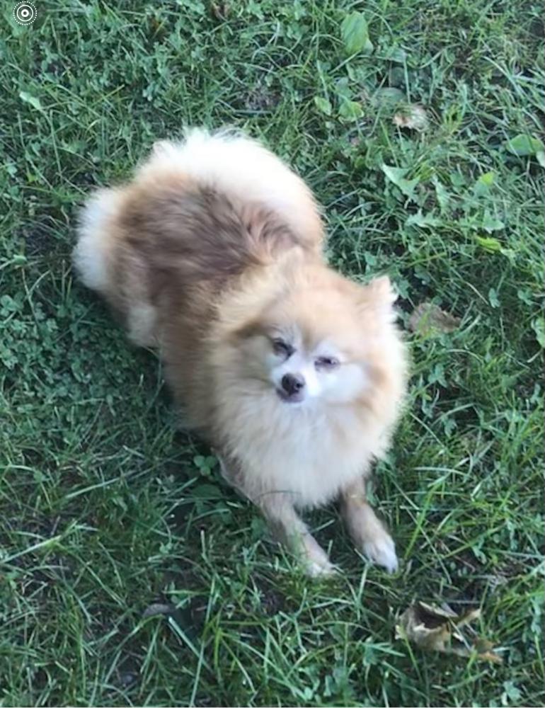 Image of SASSY(Pomeranian), Lost Dog