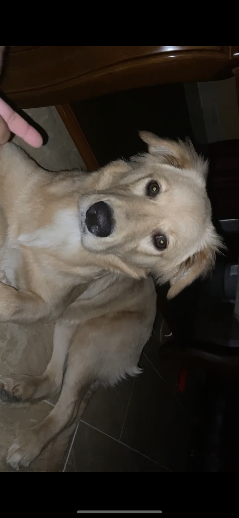 Image of Skye Armijo, Lost Dog