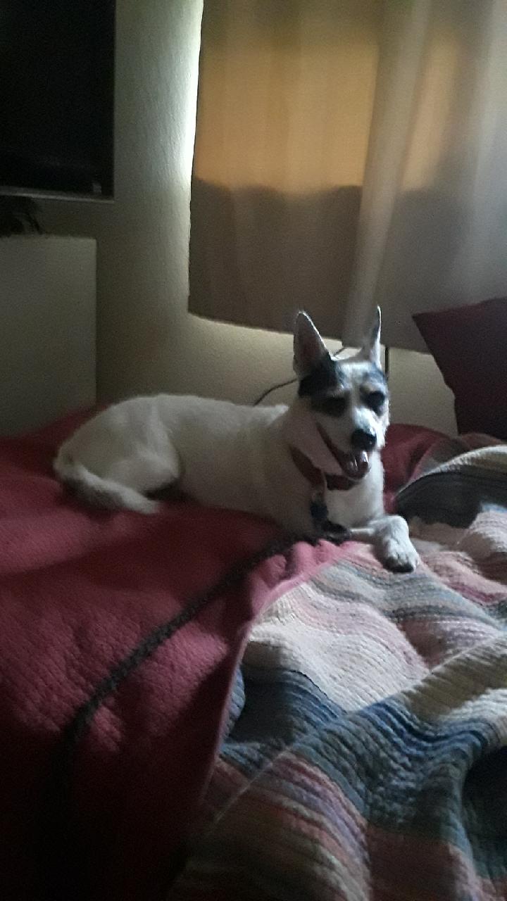 Image of Calli, Lost Dog