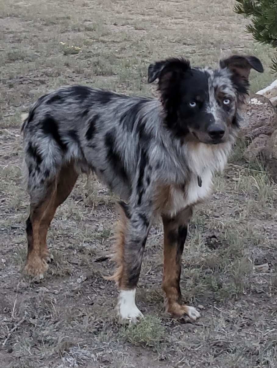 Image of Jasper, Lost Dog