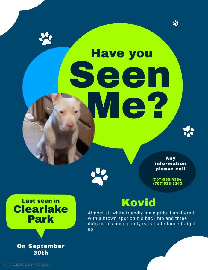 Image of Kovid, Lost Dog