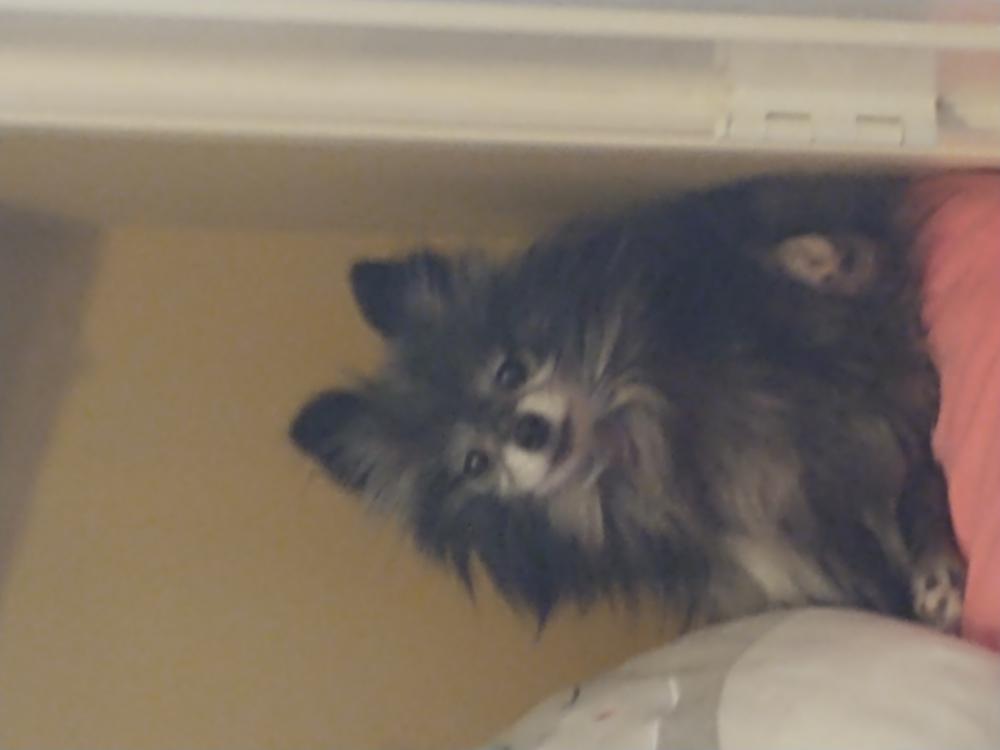 Image of Lilly Ann, Lost Dog