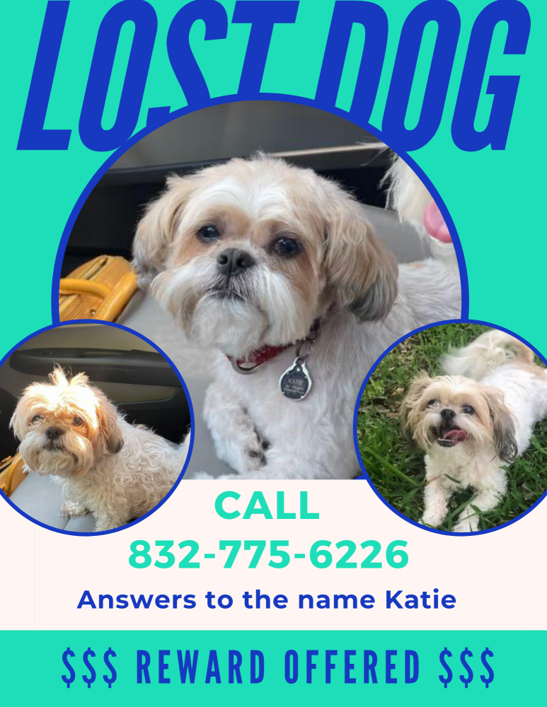 Image of Katie, Lost Dog