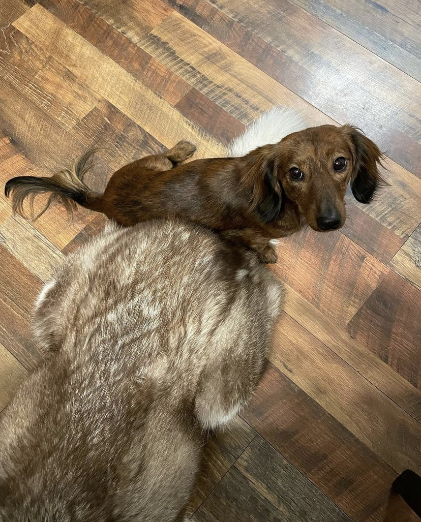 Image of Ollie/Oliver grey, Lost Dog