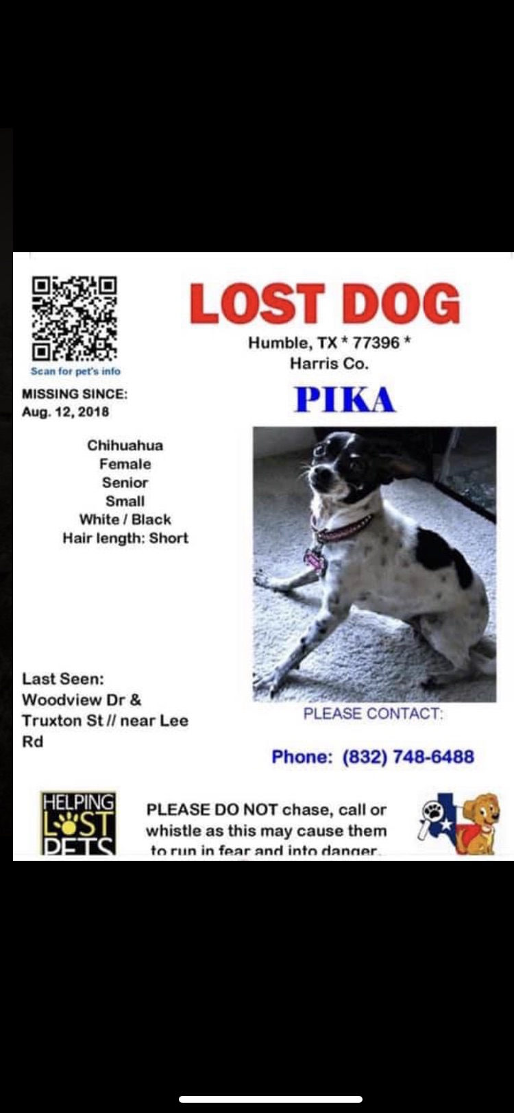 Image of Pika, Lost Dog