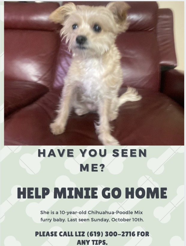 Image of Minie, Lost Dog