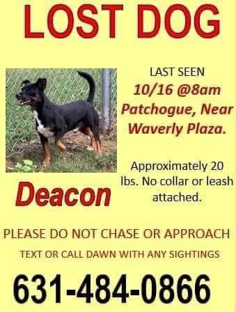 Image of Deacon, Lost Dog