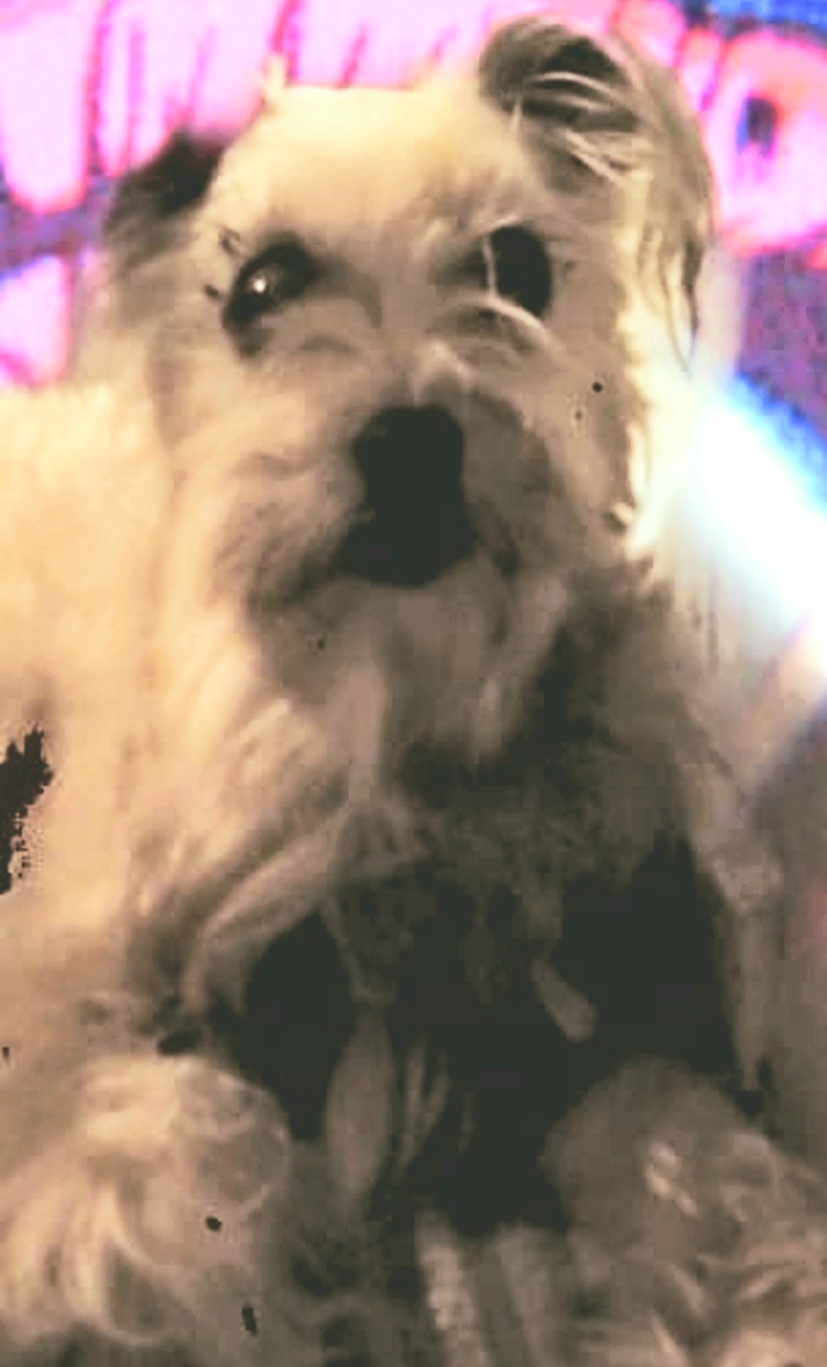 Image of Morti, Lost Dog