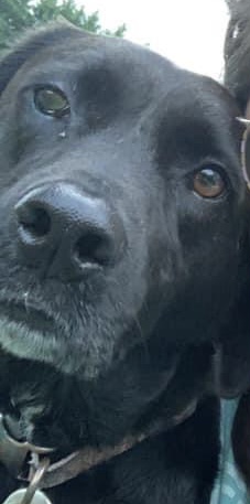 Image of Canandaigua, Lost Dog