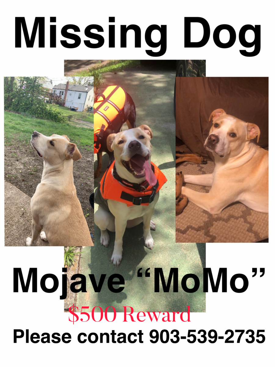 Image of Mojave, Lost Dog