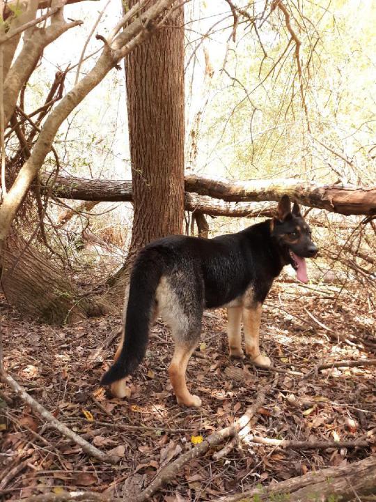 Image of Kai, Lost Dog
