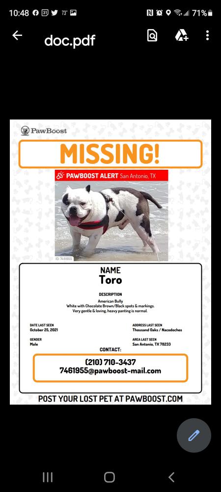 Image of Toro, Lost Dog