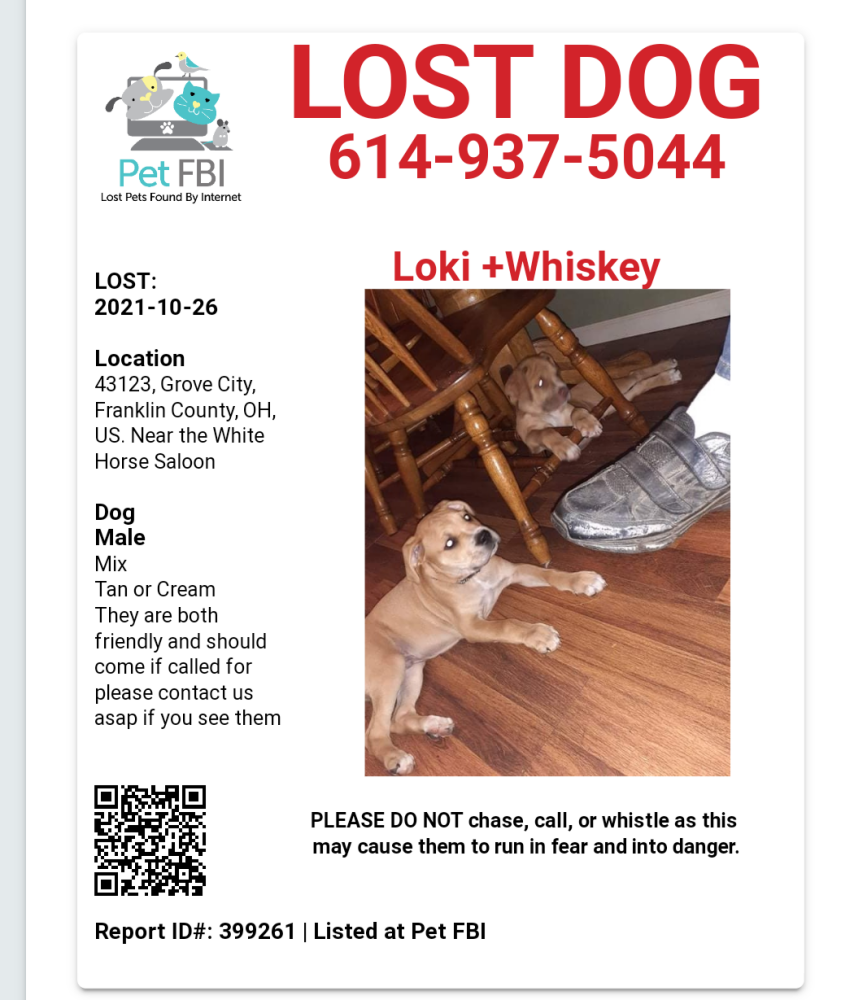 Image of Loki + Whiskey, Lost Dog