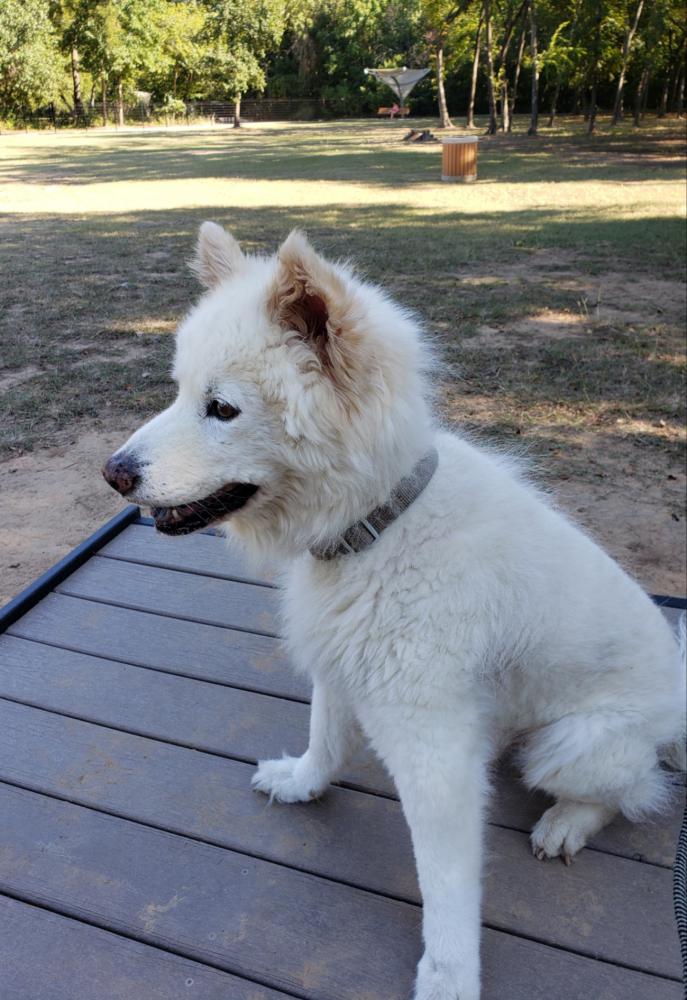 Image of Cody, Lost Dog