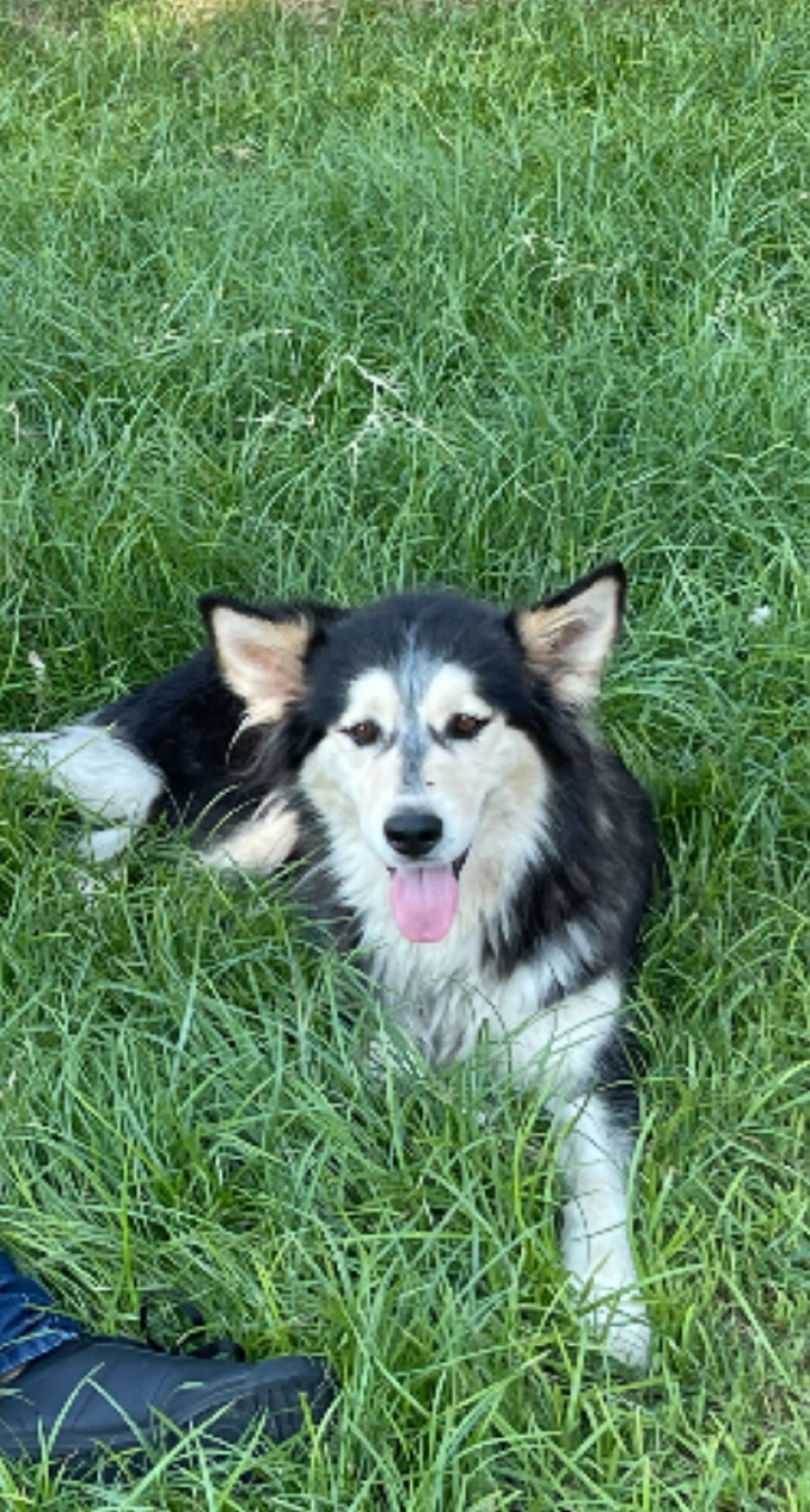 Image of sasha, Lost Dog