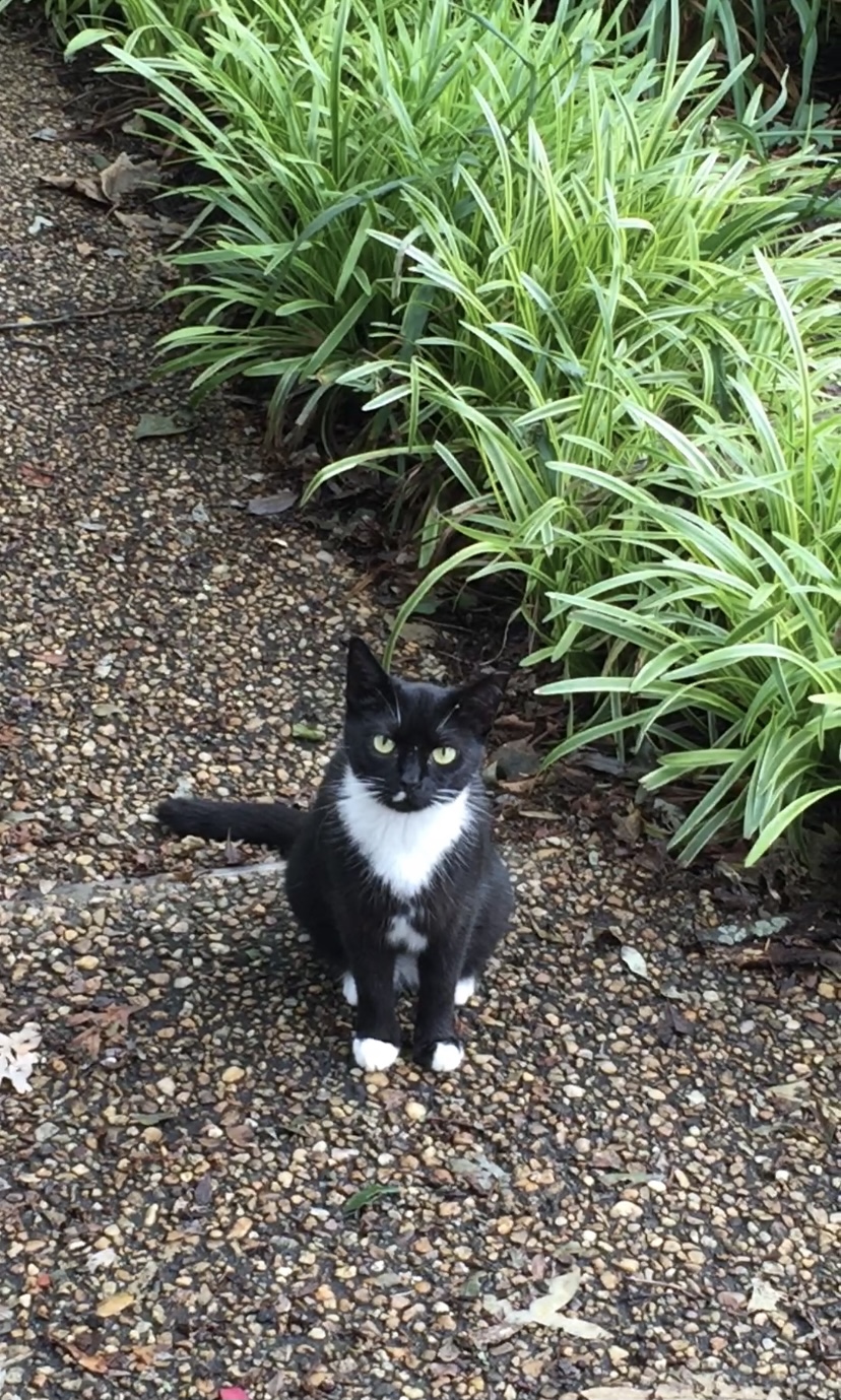 Image of Miss O, Lost Cat