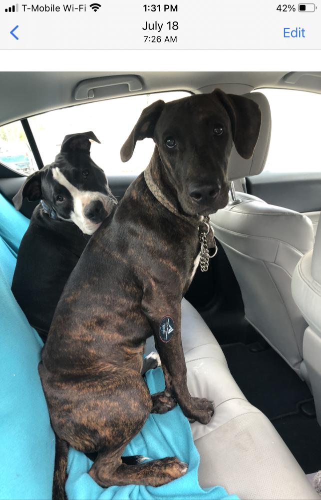 Image of Hennessy and loki, Lost Dog