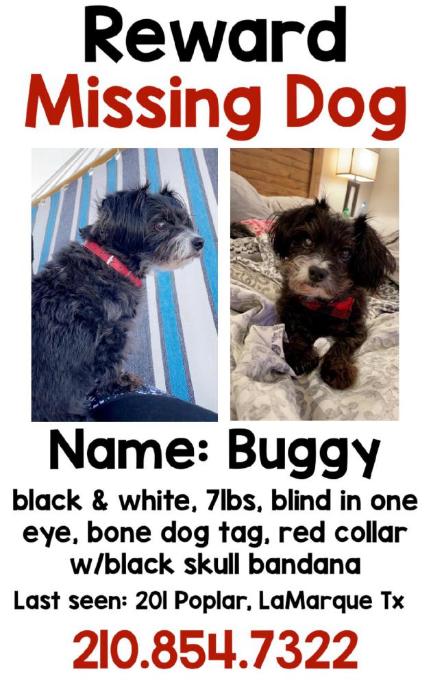 Image of BUGGY, Lost Dog