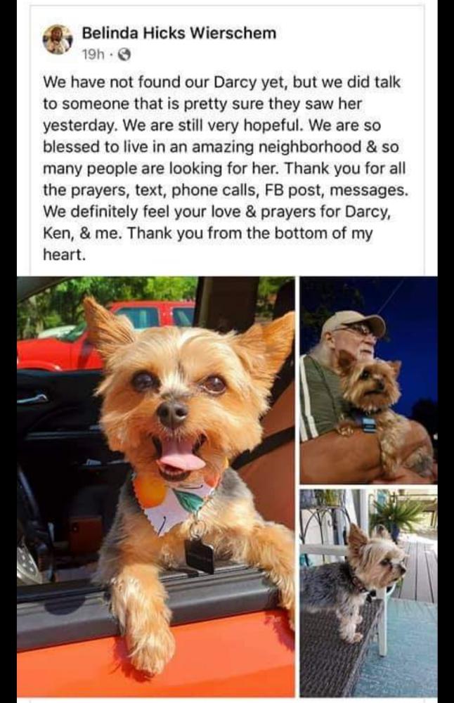 Image of Darcy, Lost Dog
